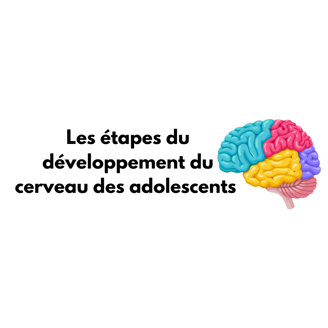 Les étapes Du Développement Du Cerveau Des Adolescents – Ado Zen